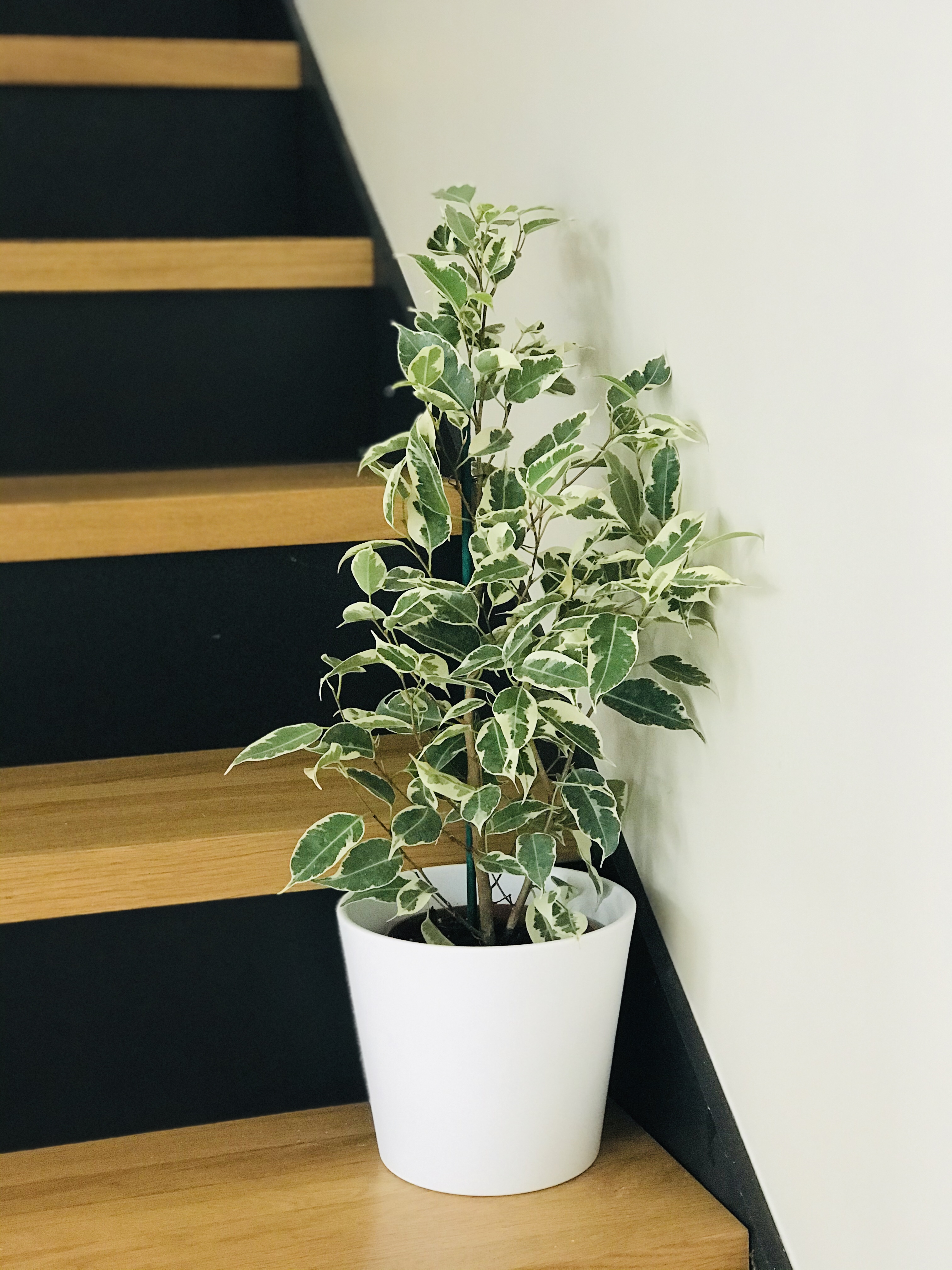 Le benjamina 'variegata', un bel arbuste d'intérieur Planter Ça Pousse