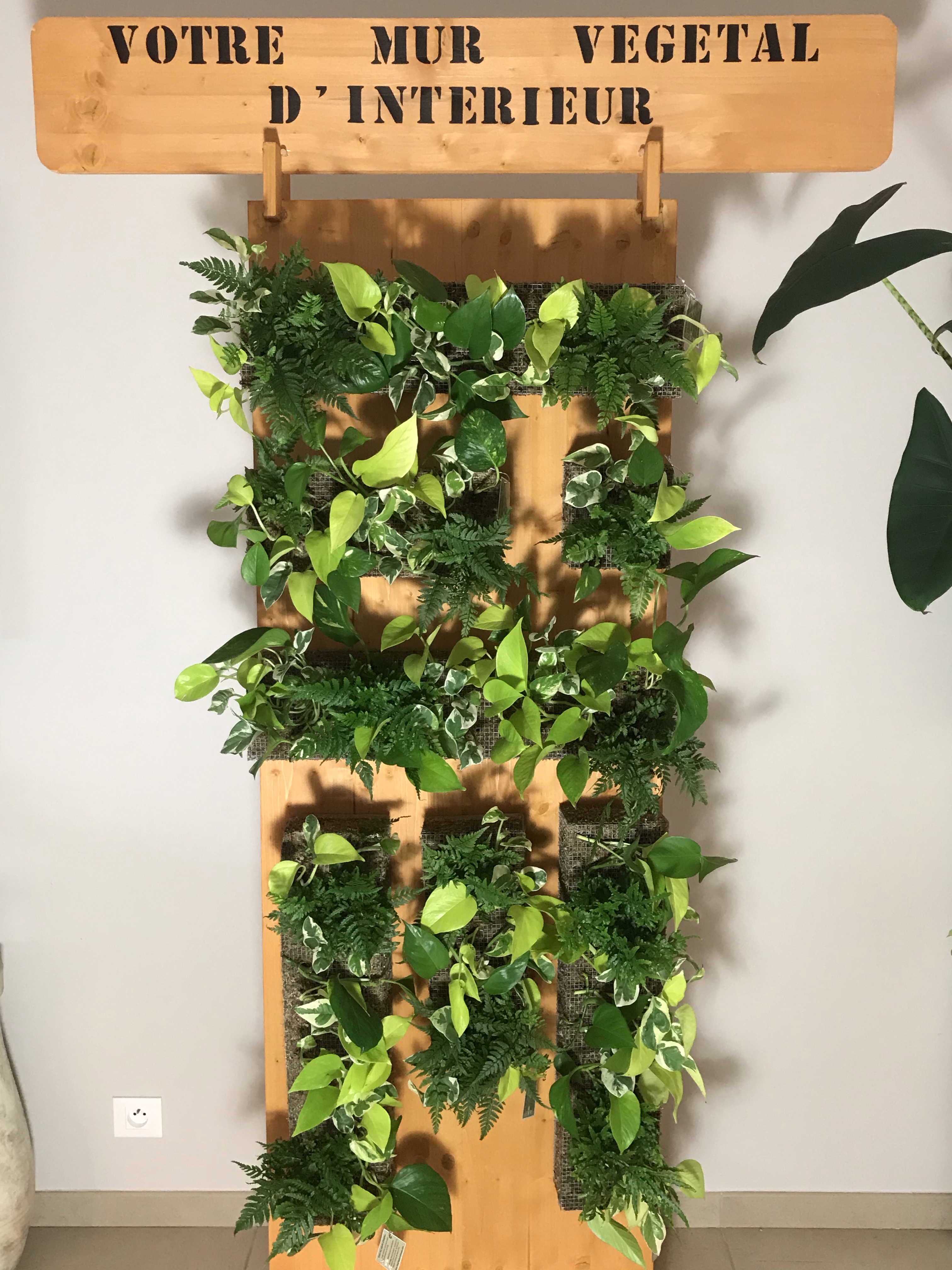 Amasawa 50 Pièces Étiquettes de Plantes en Bois avec Un Stylo Marqueur,Étiquettes de Semences,Marqueurs de Jardin Écologiques pour Les Herbes en Pot de Graines Fleurs Légumes 