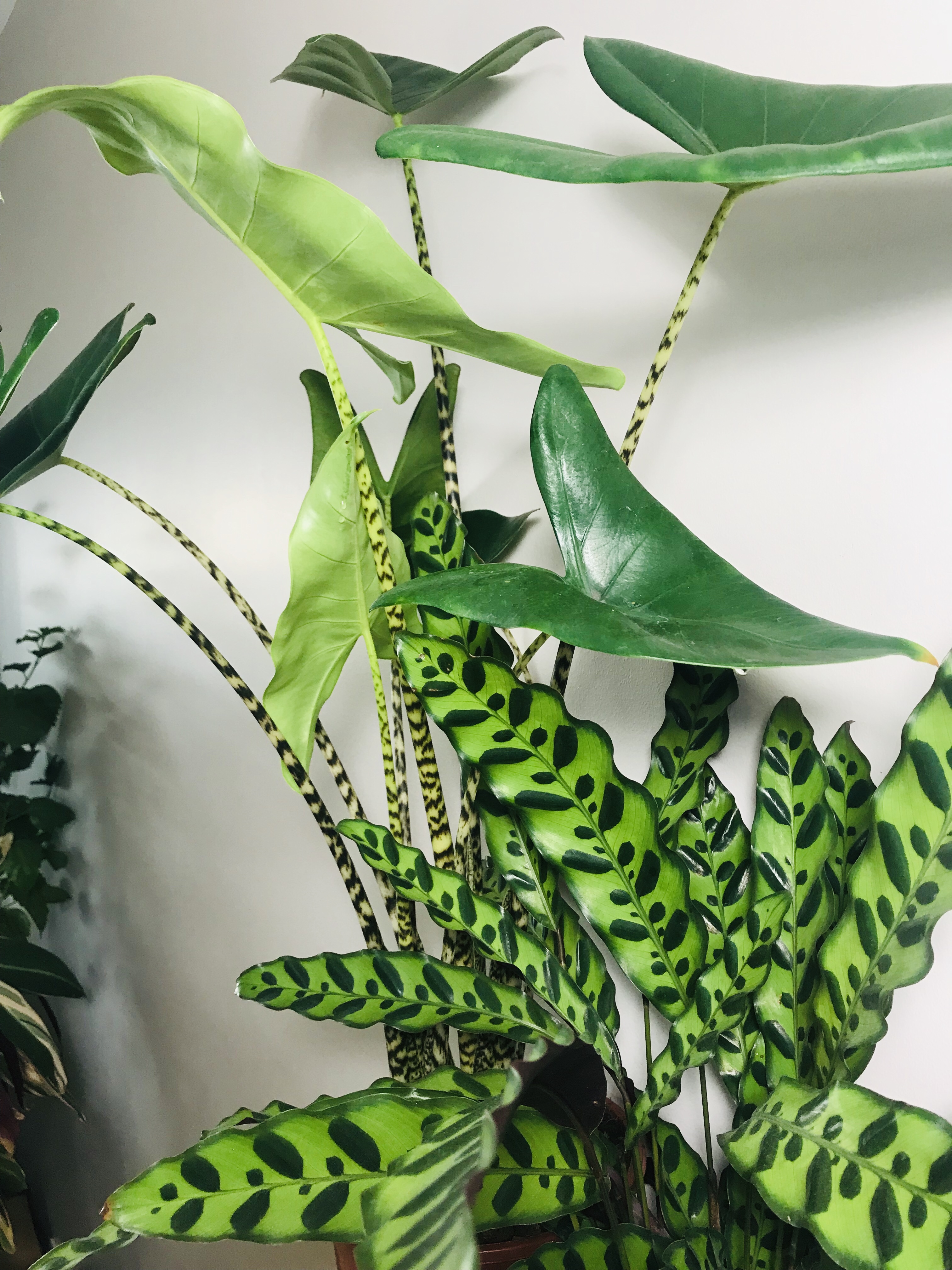 calathea lancifolia une plante belle tropicale pour debutants osez planter ca pousse