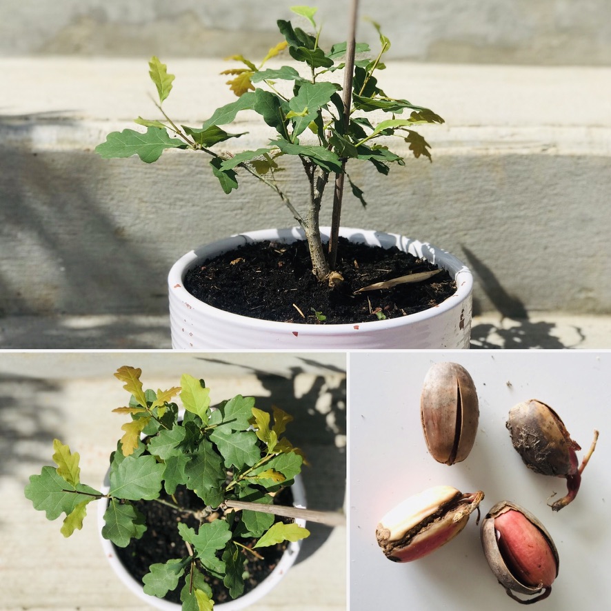 Bonsaï Chêne, du gland au jeune plant … 4 années plus tard