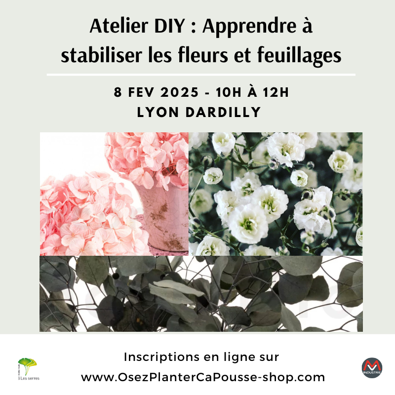 Découvrez l&rsquo;art de la stabilisation florale et végétale pour une beauté éternelle – Atelier DIY