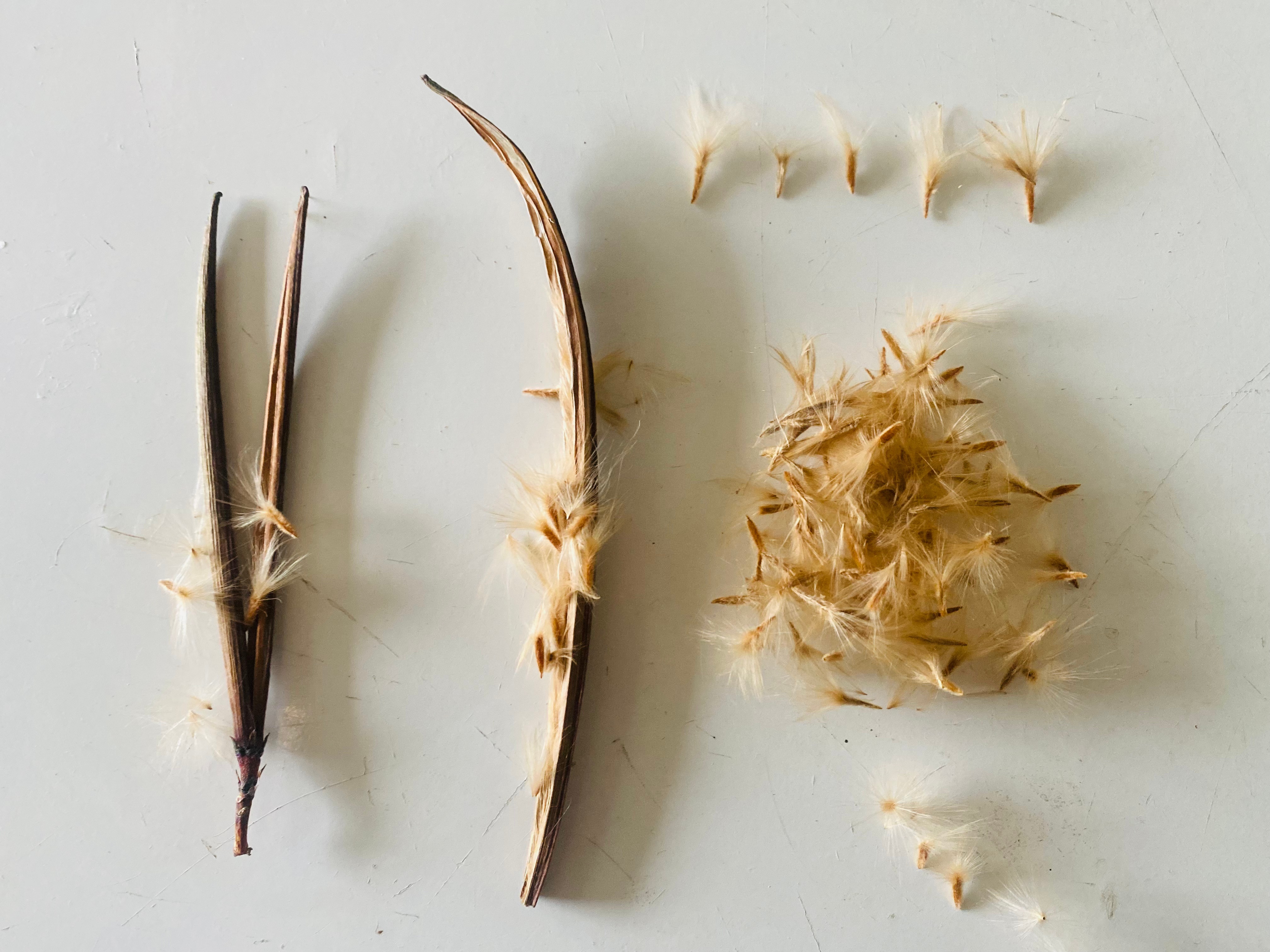 Guide Complet pour Récupérer et Faire Germer des Graines de Laurier Rose